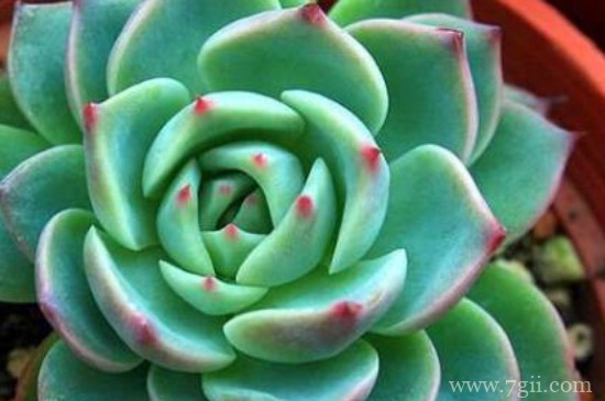 吉娃莲的花语和寓意