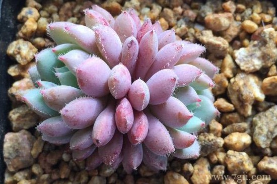 露娜莲怎么扦插