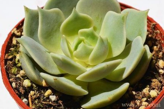 露娜莲怎么扦插