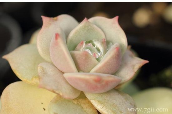 露娜莲怎么扦插