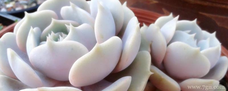 露娜莲怎么养成多头