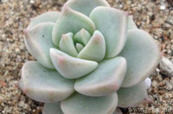 露娜莲怎么养成多头