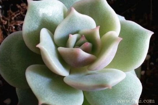 露娜莲怎么爆盆