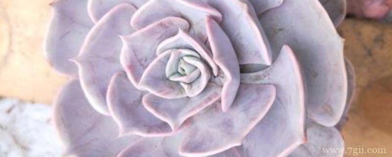 露娜莲怎么养成老桩