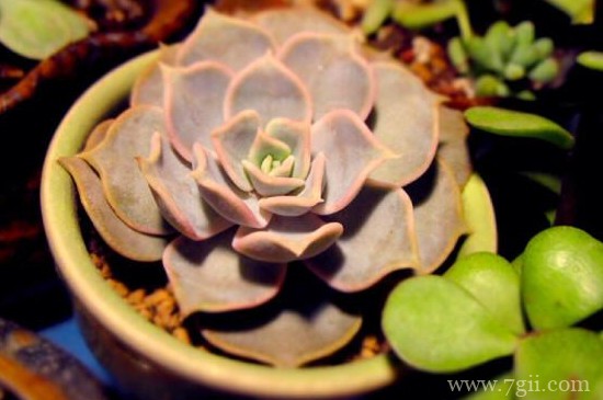 露娜莲怎么养成老桩