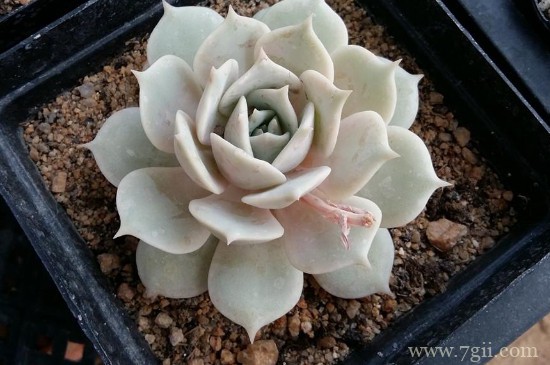 露娜莲怎么浇水