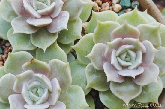 露娜莲怎么繁殖