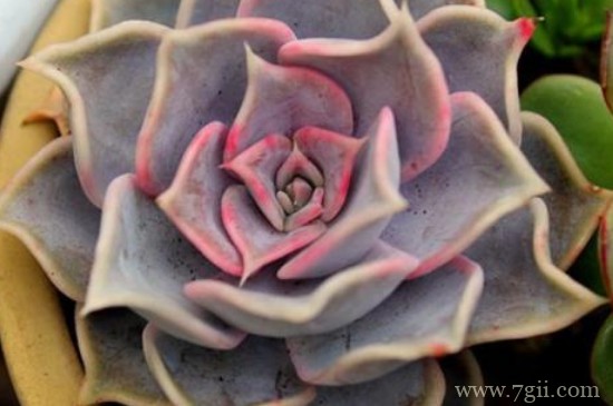 露娜莲怎么繁殖