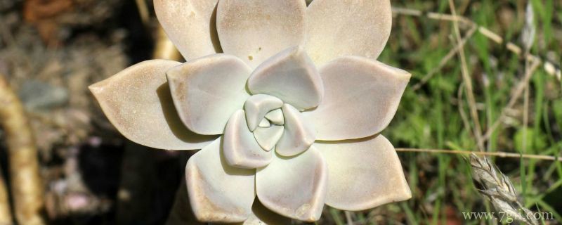 宝石花夏天多长时间浇水