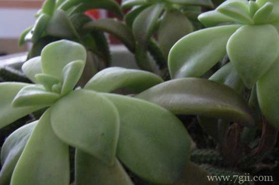 宝石花夏天多长时间浇水