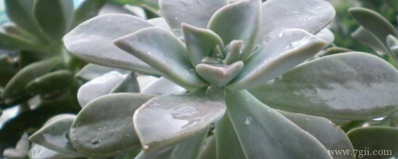 宝石花如何用叶繁殖