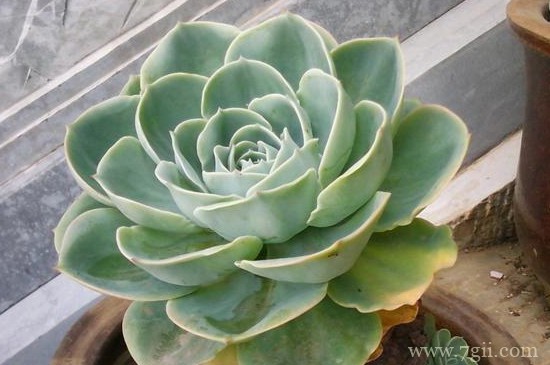 宝石花如何用叶繁殖