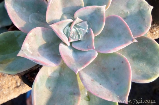 宝石花如何用叶繁殖