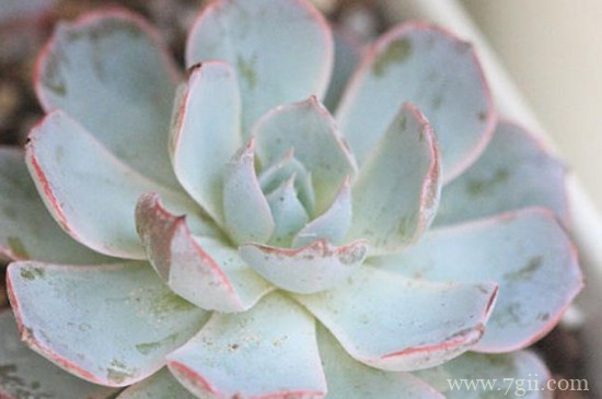 宝石花如何分盆