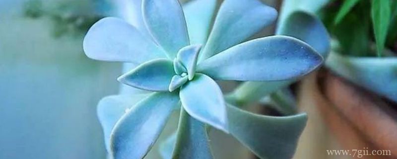 宝石花怎么移植