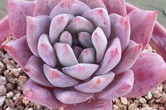 宝石花怎么修剪