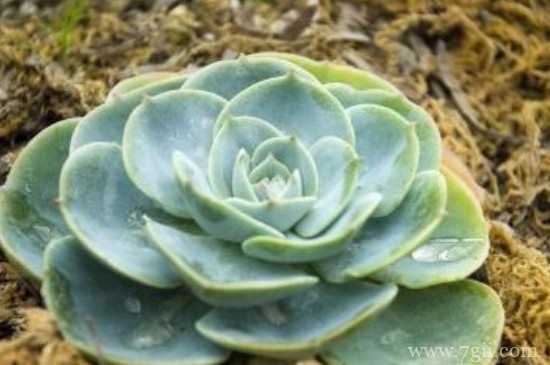 宝石花怎么种植