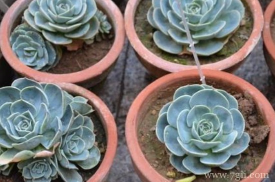 宝石花怎么种植