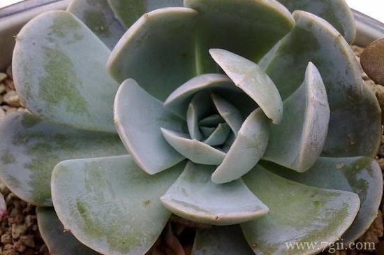 宝石花怎么种植