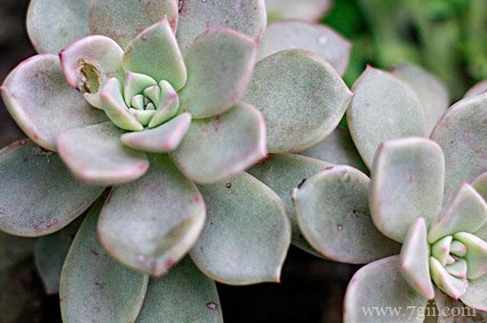 宝石花怎么养才长得好