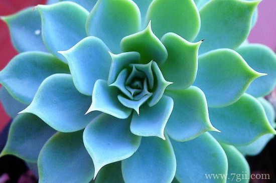 宝石花的养护方法