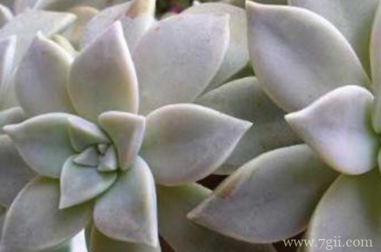 宝石花的养护方法