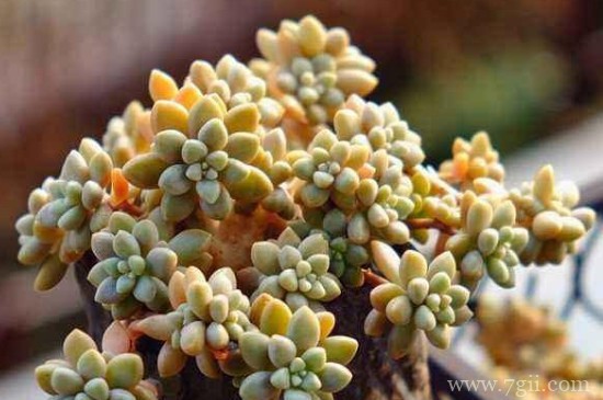 姬秋丽如何摘顶芽