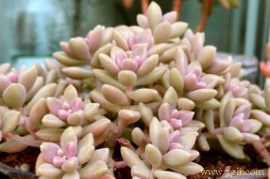 姬秋丽如何摘顶芽