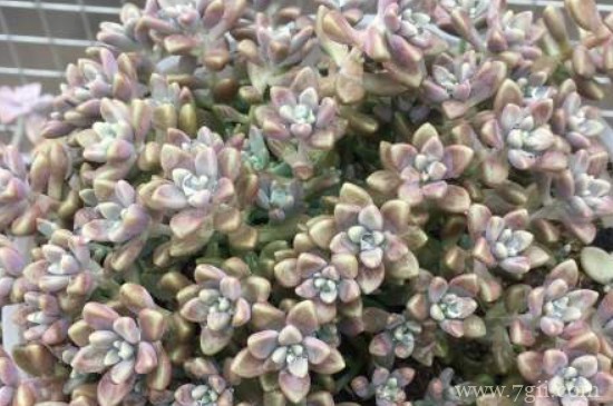 姬秋丽冬天怎么养