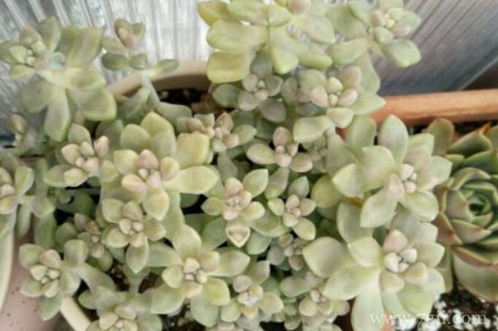 姬秋丽冬天露养可以吗