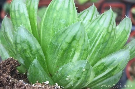 樱水晶的叶子变色了怎么办