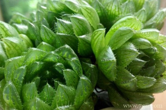 樱水晶的叶子变色了怎么办