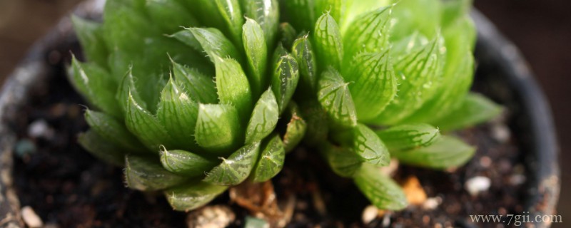 樱水晶的养殖方法