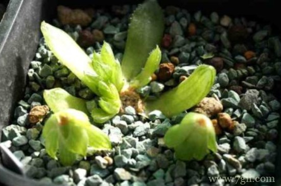 樱水晶的养殖方法