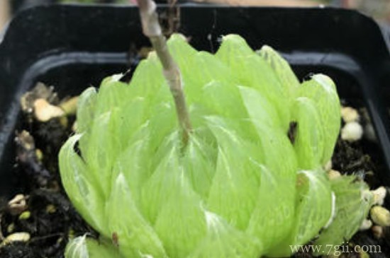 樱水晶的养殖方法