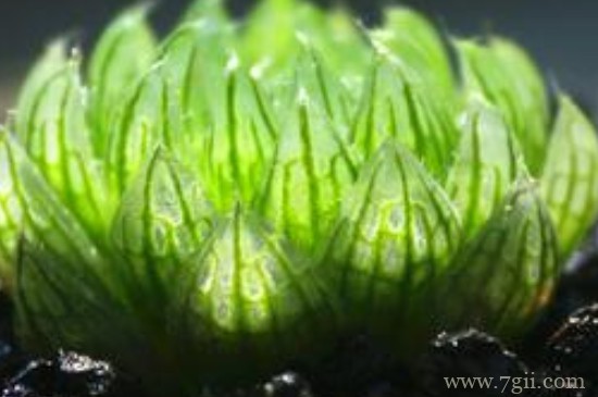 樱水晶怎么浇水