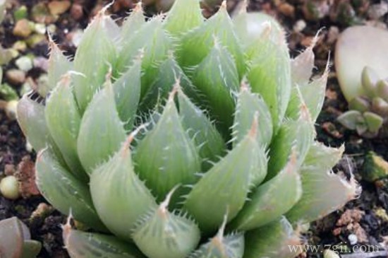 樱水晶怎么浇水