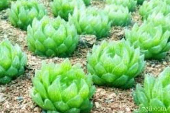 樱水晶怎么浇水