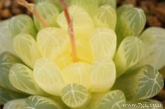 樱水晶怎么养的饱满