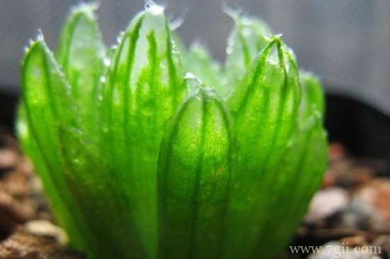 樱水晶怎么养的饱满