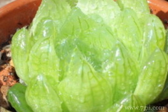 樱水晶怎么养的饱满