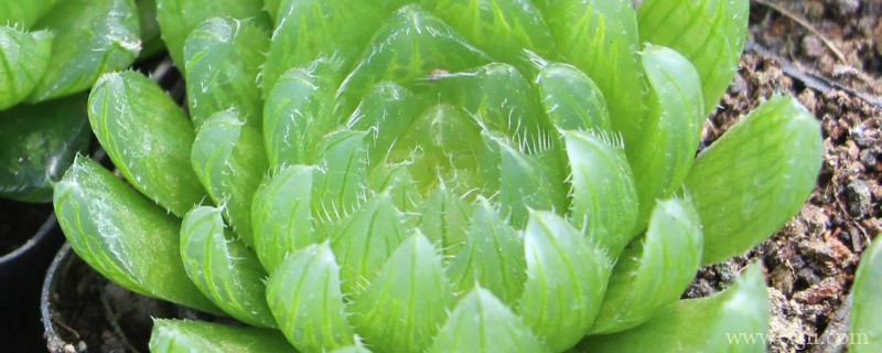 樱水晶怎么繁殖