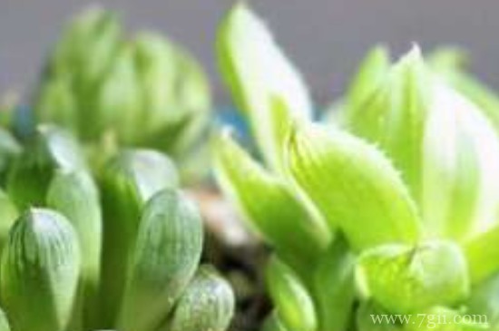 樱水晶怎么繁殖