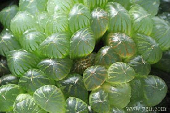 樱水晶怎么繁殖