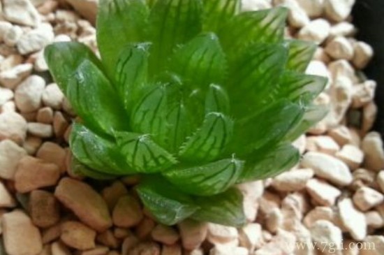 樱水晶怎么闷养