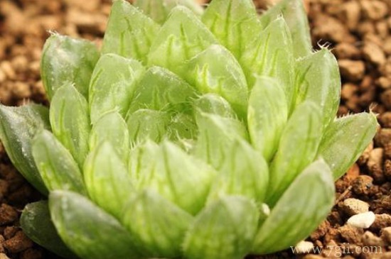 樱水晶怎么闷养