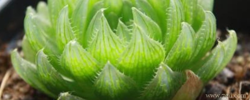 樱水晶怎么扦插