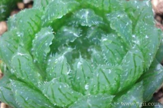 樱水晶怎么扦插