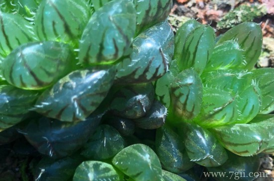 樱水晶怎么授粉