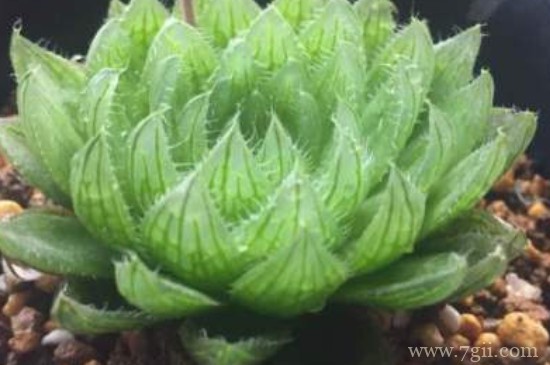 樱水晶怎么授粉